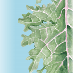 Kale Seeds - Red Russian - Sow True Seed