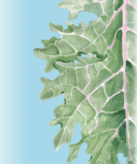Kale Seeds - Red Russian - Sow True Seed