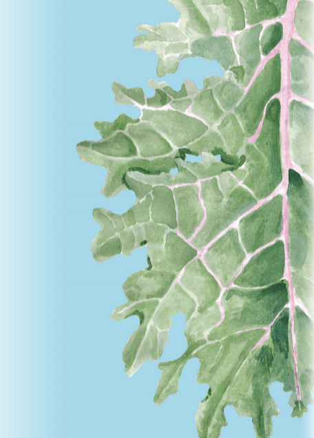 Kale Seeds - Red Russian - Sow True Seed