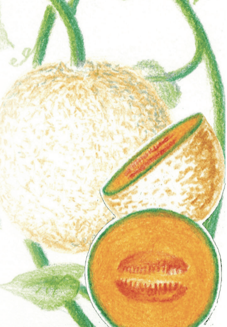 Melon Seeds - Edisto 47 - Sow True Seed