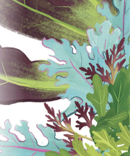 Mixed Greens Seeds - Spicy Mesclun Mix - Sow True Seed