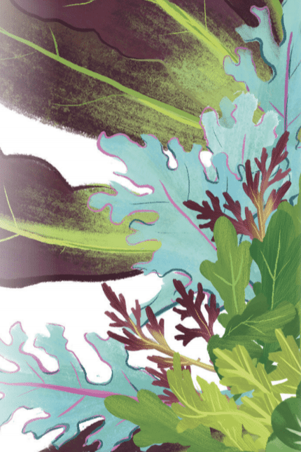 Mixed Greens Seeds - Spicy Mesclun Mix - Sow True Seed