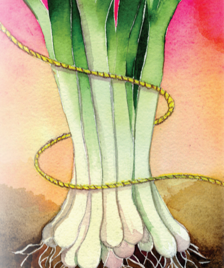 Bunching Onion Seeds - Long White Bunching - Sow True Seed