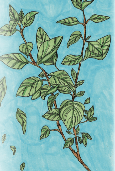 Oregano Seeds, Greek - Sow True Seed