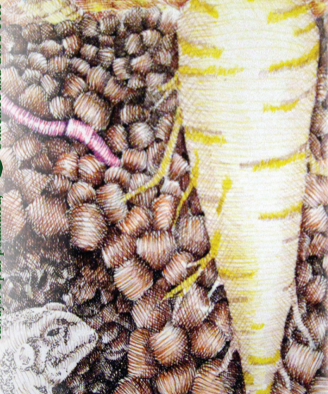 Parsnip Seeds - Hollow Crown - Sow True Seed