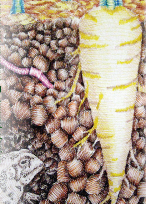 Parsnip Seeds - Hollow Crown - Sow True Seed