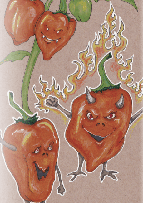Hot Pepper Seeds - Habanero, Orange - Sow True Seed