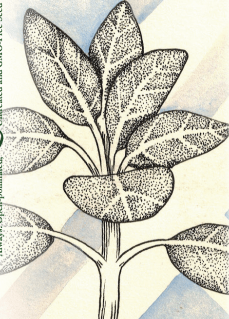Sage Seeds, Broad Leaf Culinary - Sow True Seed