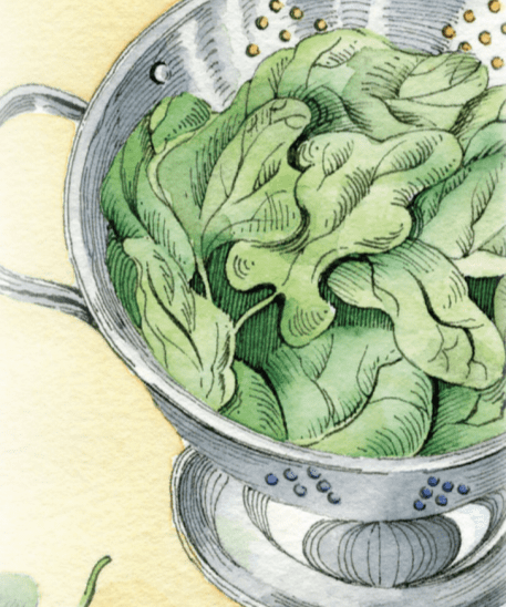 Spinach Seeds - Bloomsdale Long Standing - Sow True Seed