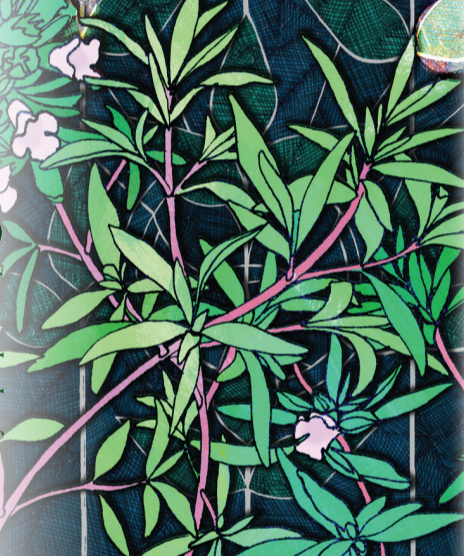 Summer Savory Seeds - Sow True Seed