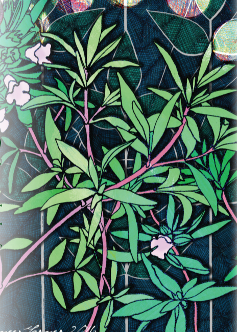 Summer Savory Seeds - Sow True Seed