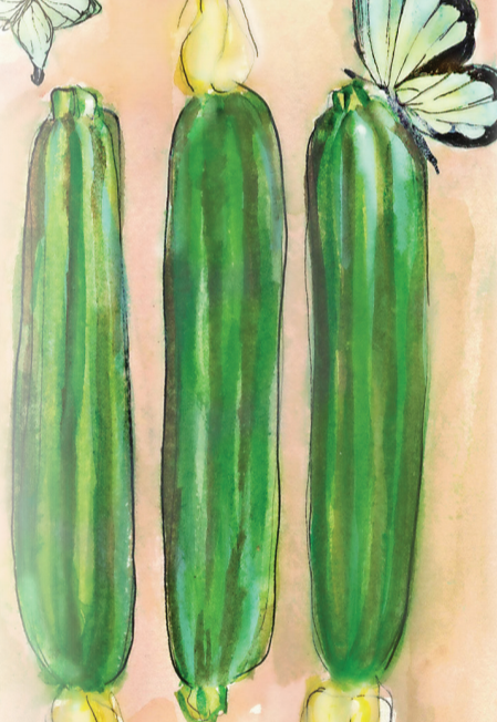 Summer Squash Seeds - Cocozelle Zucchini - Sow True Seed