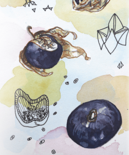 Tomatillo Seeds - Purple - Sow True Seed