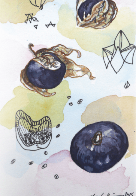 Tomatillo Seeds - Purple - Sow True Seed