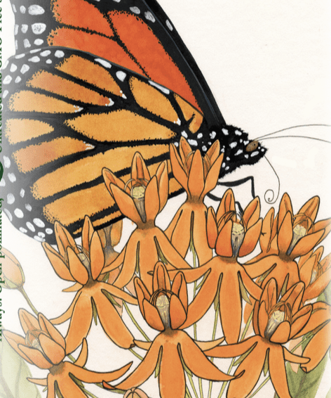 Milkweed Seeds - Butterfly - Sow True Seed