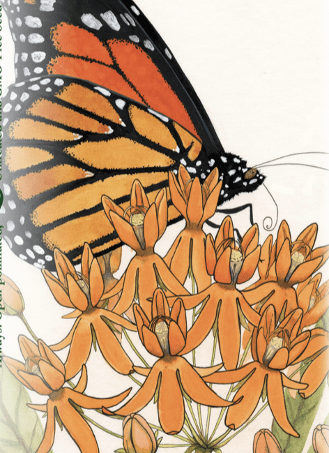 Milkweed Seeds - Butterfly - Sow True Seed