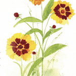 Coreopsis Seeds - Tall Plains - Sow True Seed