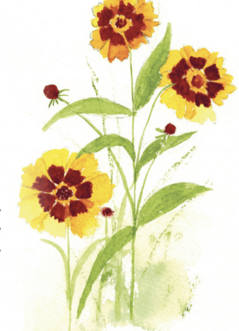 Coreopsis Seeds - Tall Plains - Sow True Seed