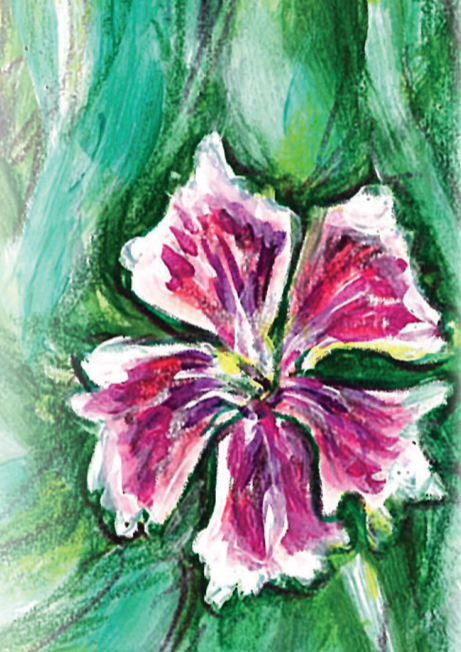 Dianthus Seeds - Sweet William Single Mix - Sow True Seed