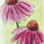 Echinacea Seeds - Purple Coneflower - Sow True Seed