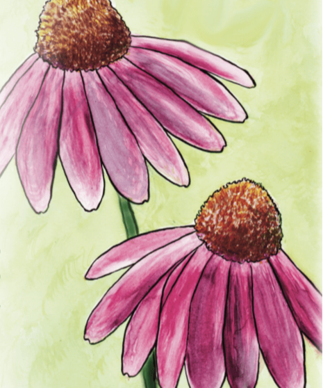 Echinacea Seeds - Purple Coneflower - Sow True Seed