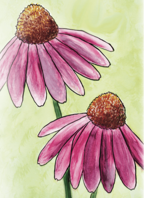 pink echinacea seeds Echinacea seed