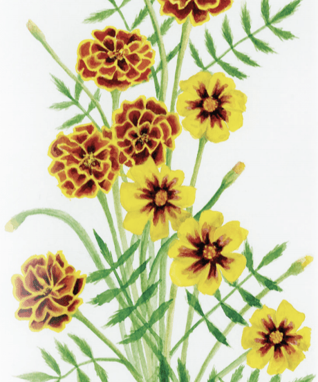 Marigold Seeds - Sparky Mix - Sow True Seed