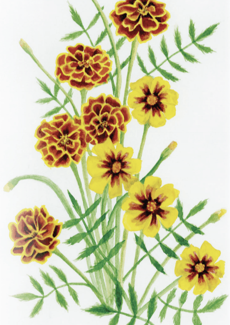 Marigold Seeds - Sparky Mix - Sow True Seed