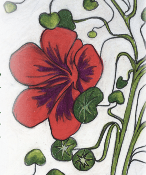 Nasturtium Seeds - Empress of India - Sow True Seed