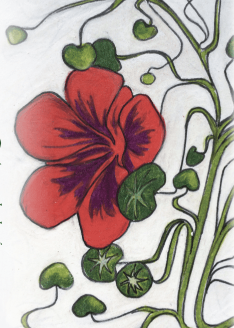 Nasturtium Seeds - Empress of India - Sow True Seed