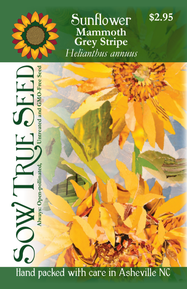 Sunflower Seeds - Mammoth Grey Stripe - Sow True Seed