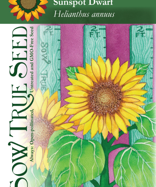 Sunflower Seeds - Sunspot Dwarf - Sow True Seed