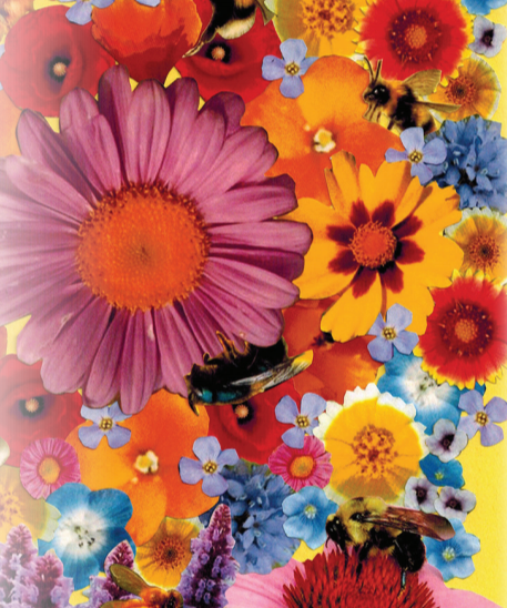Flower Seed Mix - Bee Feed - Sow True Seed