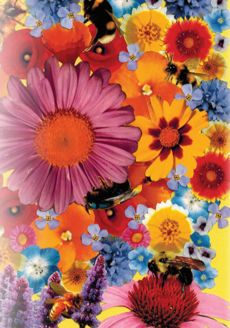 Flower Seed Mix - Bee Feed - Sow True Seed