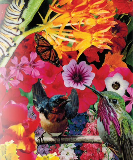 Flower Seed Mix - Hummingbird, Butterfly, Songbird - Sow True Seed