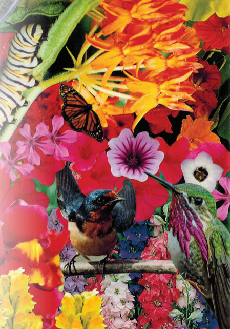 Flower Seed Mix - Hummingbird, Butterfly, Songbird - Sow True Seed