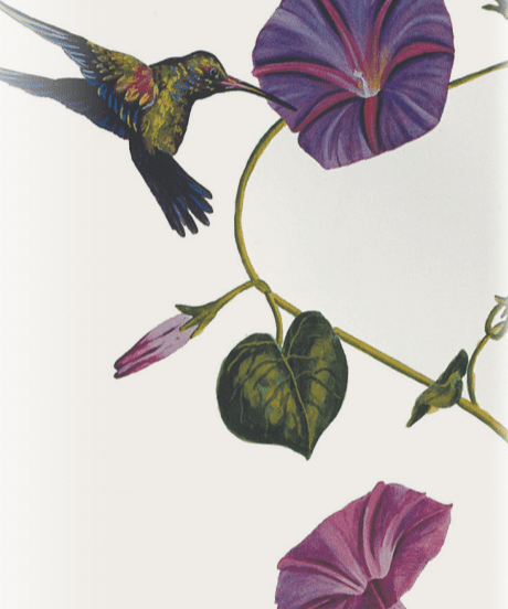 Morning Glory Seeds - Grandpa Ott's - Sow True Seed