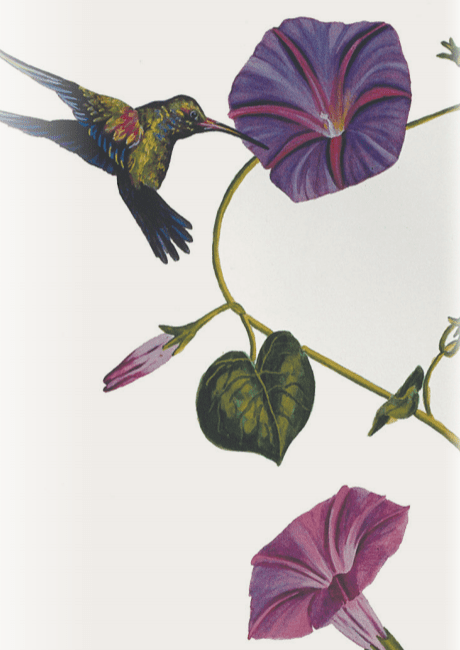 Morning Glory Seeds - Grandpa Ott's - Sow True Seed