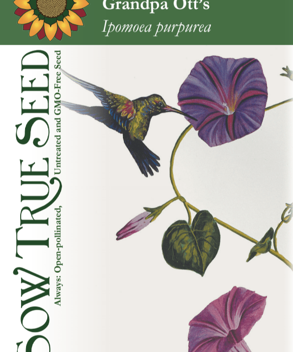 Morning Glory Seeds - Grandpa Ott's - Sow True Seed