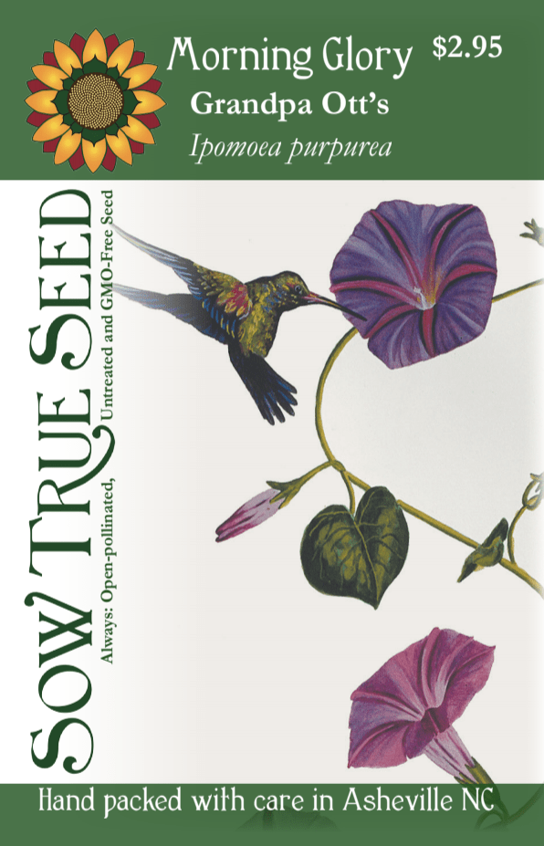 Morning Glory Seeds - Grandpa Ott's - Sow True Seed