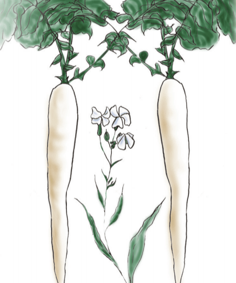 Radish Seeds - Daikon, Japanese Minowase - Sow True Seed