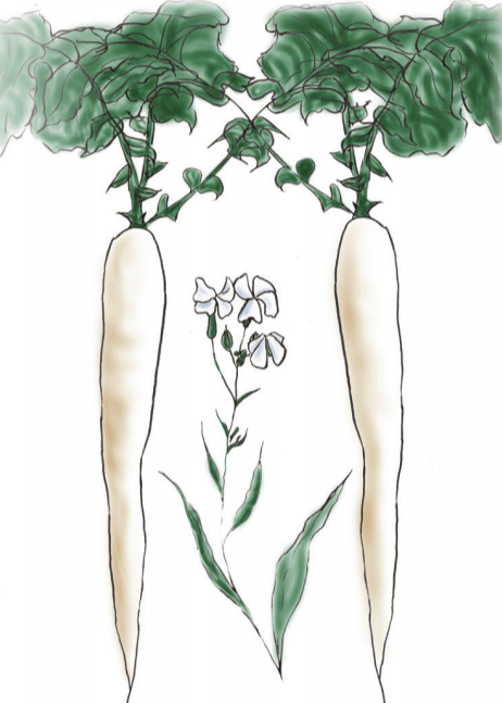 Radish Seeds - Daikon, Japanese Minowase - Sow True Seed