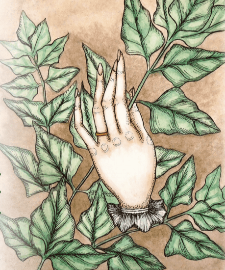 Summer Spinach Seeds - New Zealand - Sow True Seed