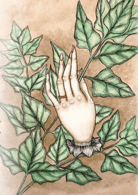 Summer Spinach Seeds - New Zealand - Sow True Seed