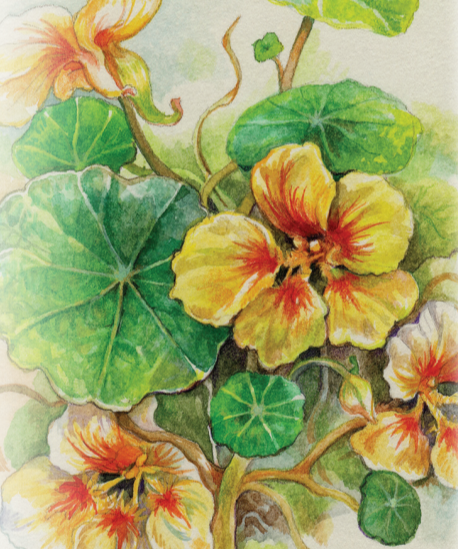 Nasturtium Seeds - Peach Melba Dwarf - Sow True Seed