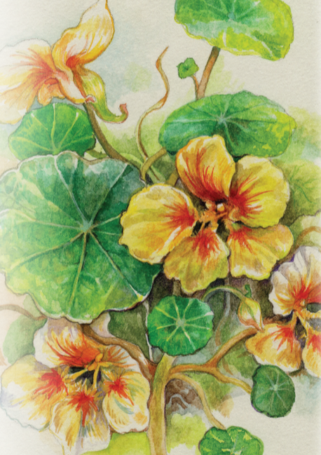 Nasturtium Seeds - Peach Melba Dwarf - Sow True Seed