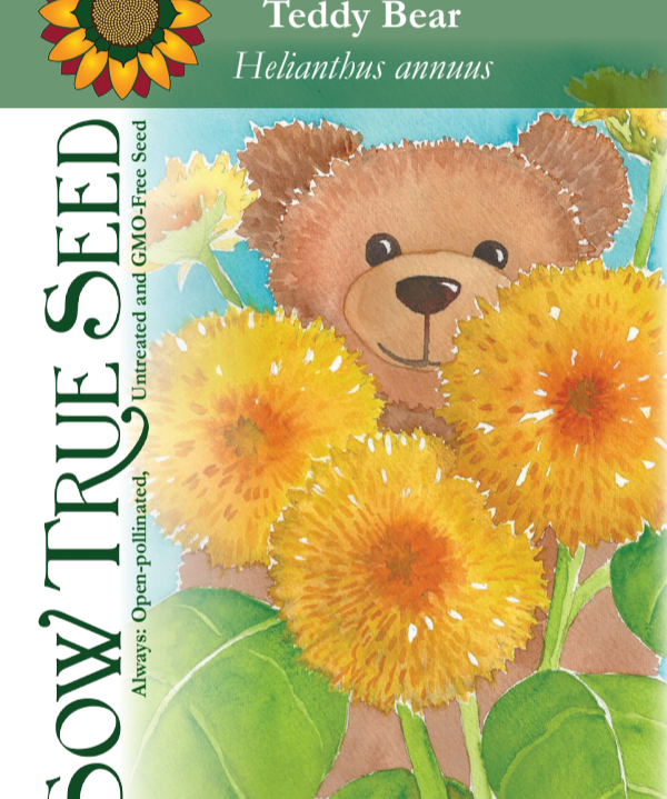 Sunflower Seeds - Teddy Bear - Sow True Seed