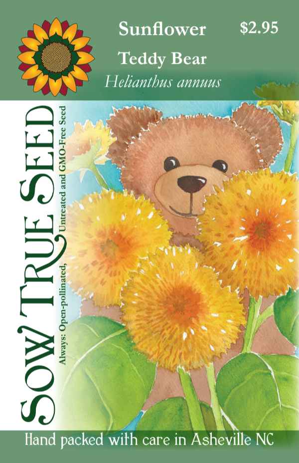 Sunflower Seeds - Teddy Bear - Sow True Seed