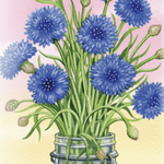 Bachelor Button Seeds - Tall Blue - Sow True Seed