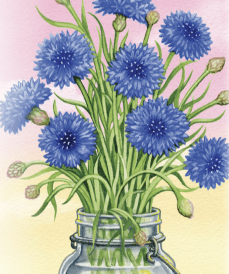 Bachelor Button Seeds - Tall Blue - Sow True Seed